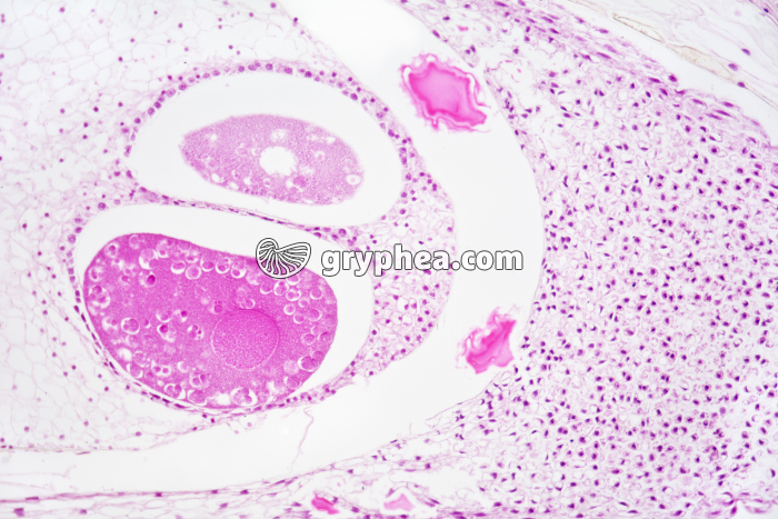 Pin - Cône de Pin femelle CL x40 - gryphea.com